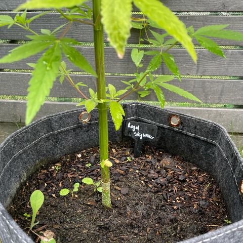 Royal Skywalker growlog timeline photo