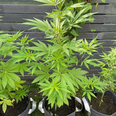 Royal Skywalker growlog timeline photo