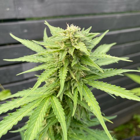 Apple Fritter Auto growlog timeline photo
