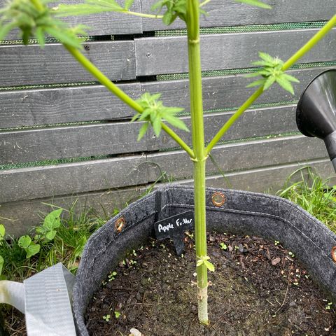 Apple Fritter Auto growlog timeline photo