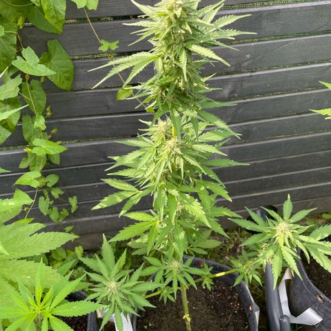 Apple Fritter Auto growlog timeline photo