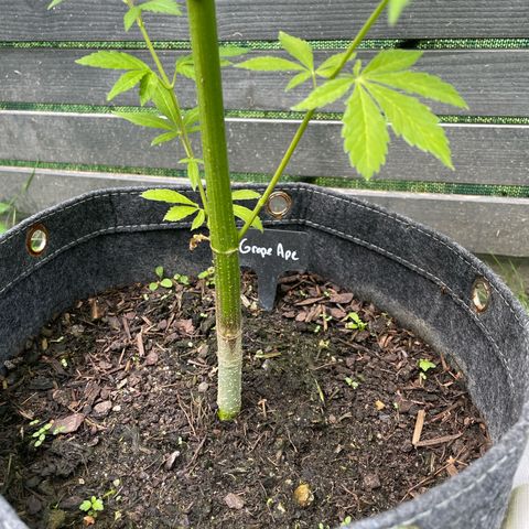Grape Ape growlog timeline photo