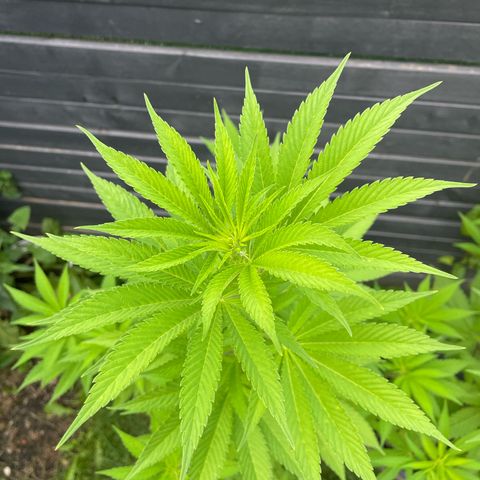 Grape Ape growlog timeline photo