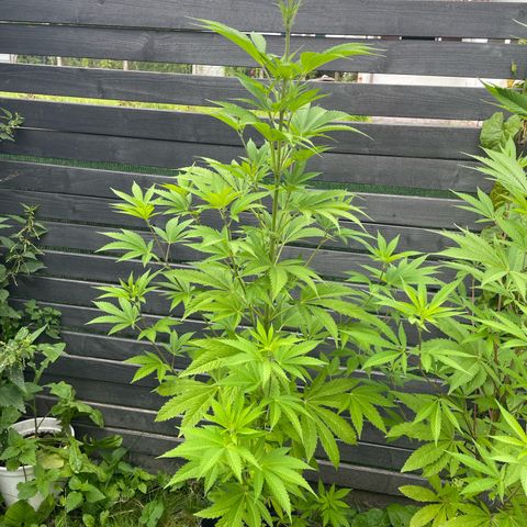 Grape Ape growlog timeline photo
