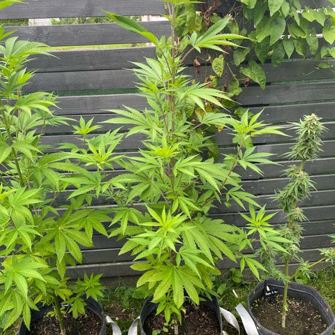 Royal Skywalker growlog timeline photo