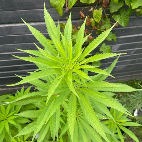 Royal Skywalker growlog timeline photo
