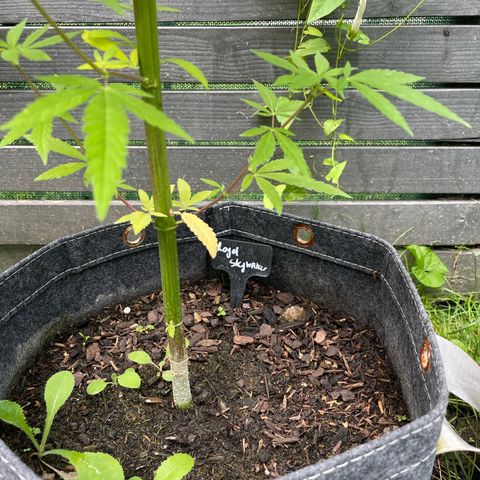 Royal Skywalker growlog timeline photo