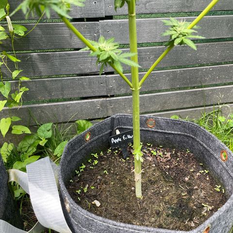 Apple Fritter Auto growlog timeline photo