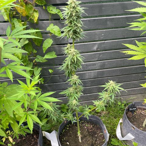 Apple Fritter Auto growlog timeline photo