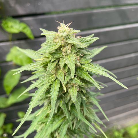 Apple Fritter Auto growlog timeline photo