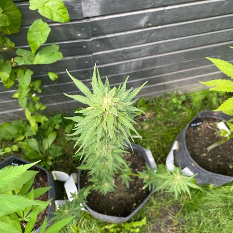 Apple Fritter Auto growlog timeline photo