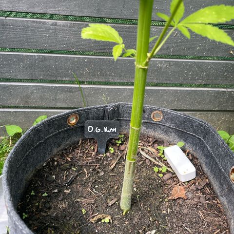 OG Kush growlog timeline photo
