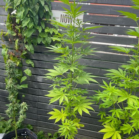 OG Kush growlog timeline photo