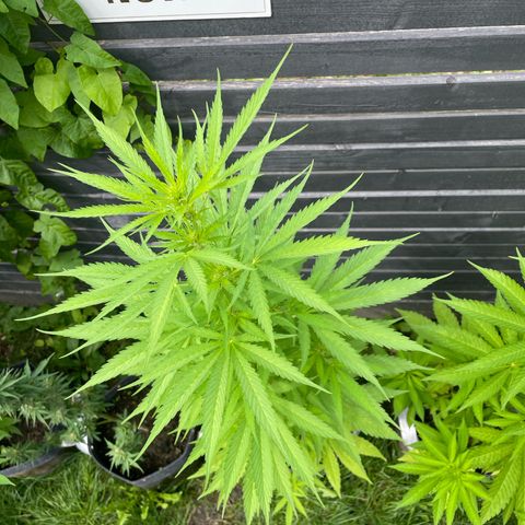 OG Kush growlog timeline photo