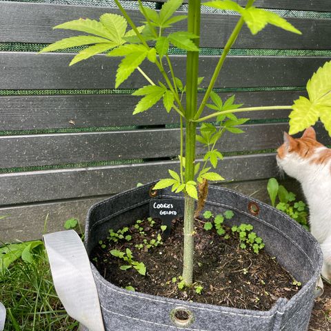 Cookies Gelato growlog timeline photo
