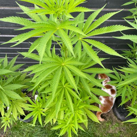 Cookies Gelato growlog timeline photo