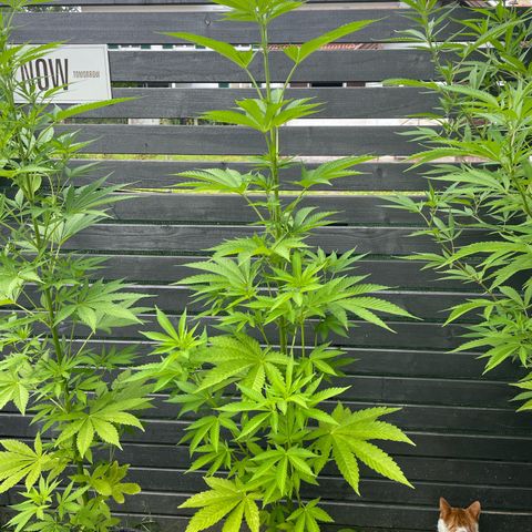 Cookies Gelato growlog timeline photo