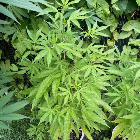 Special Queen clone growlog timeline photo