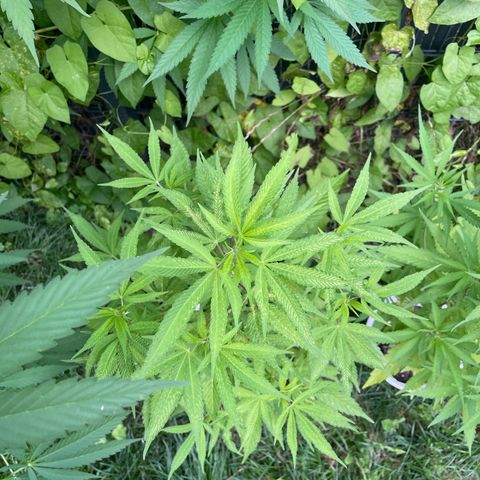 Special Queen clone growlog timeline photo