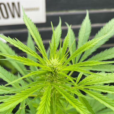 OG Kush growlog timeline photo