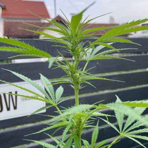 OG Kush growlog timeline photo