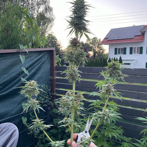 Apple Fritter Auto growlog photo: Colhida e secando