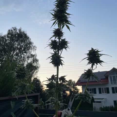 Apple Fritter Auto growlog photo: Colhida e secando