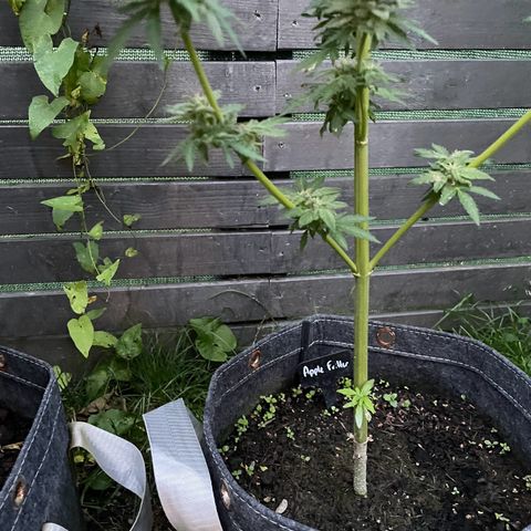 Apple Fritter Auto growlog photo: Colhida e secando