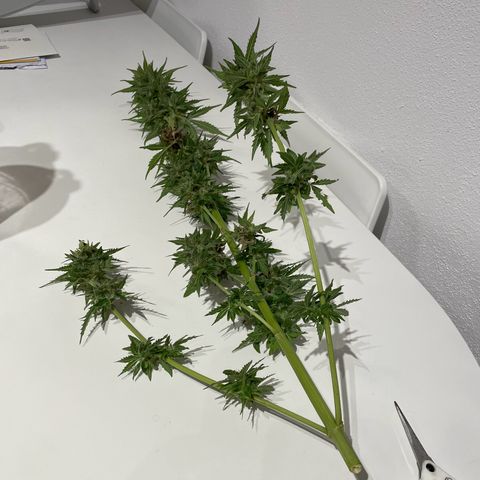 Apple Fritter Auto growlog photo: Colhida e secando