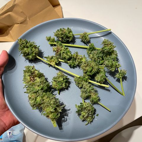 Apple Fritter Auto growlog photo: Colhida e secando