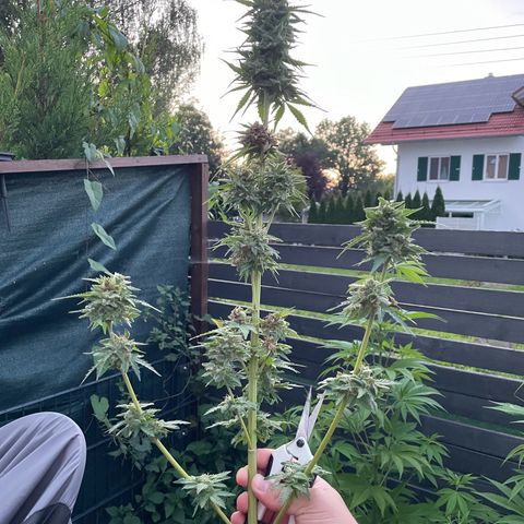 Apple Fritter Auto growlog photo: Colhida e secando