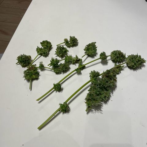 Apple Fritter Auto growlog photo: Colhida e secando