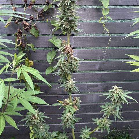 Apple Fritter Auto growlog photo: Colhida e secando