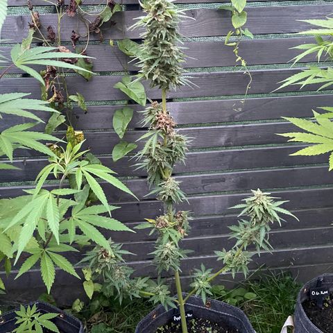 Apple Fritter Auto growlog photo: Colhida e secando
