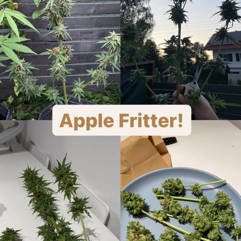 Apple Fritter Auto growlog photo: Colhida e secando