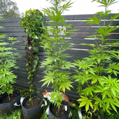 OG Kush growlog timeline photo