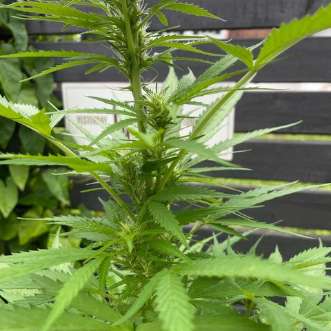 OG Kush growlog timeline photo
