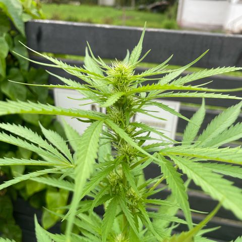 OG Kush growlog timeline photo