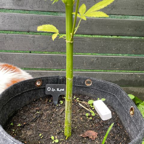 OG Kush growlog timeline photo