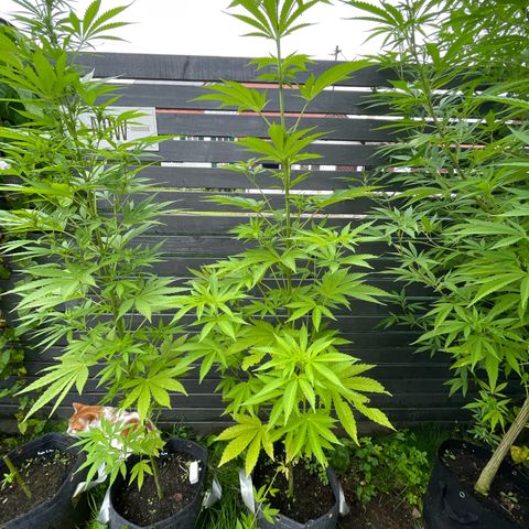 Cookies Gelato growlog timeline photo