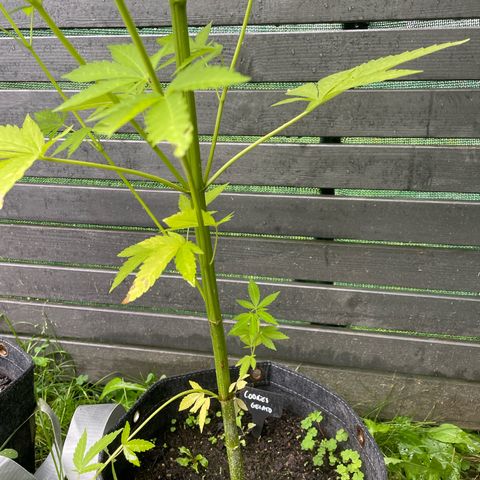 Cookies Gelato growlog timeline photo