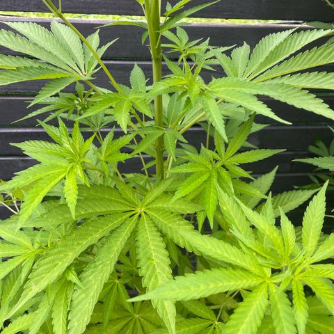 Cookies Gelato growlog timeline photo