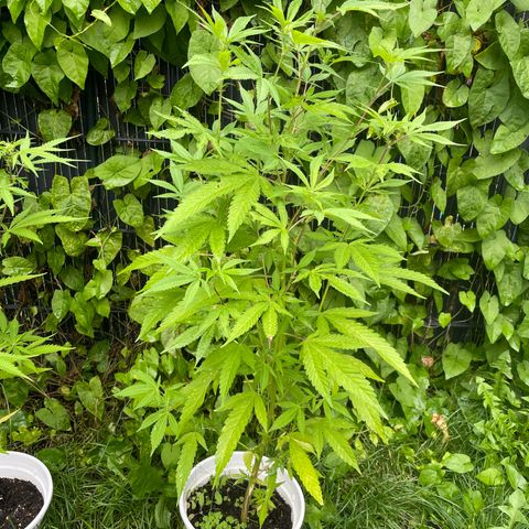 Special Queen clone growlog timeline photo