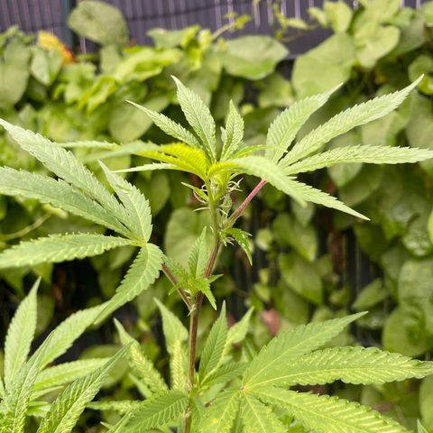 Special Queen clone growlog timeline photo