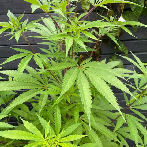 Royal Skywalker growlog timeline photo