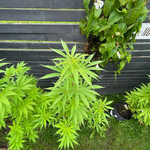 Royal Skywalker growlog timeline photo