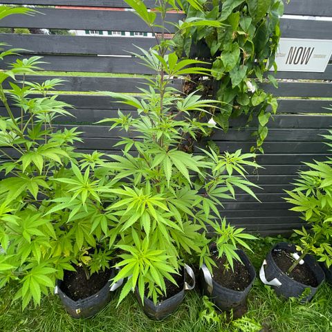 Royal Skywalker growlog timeline photo