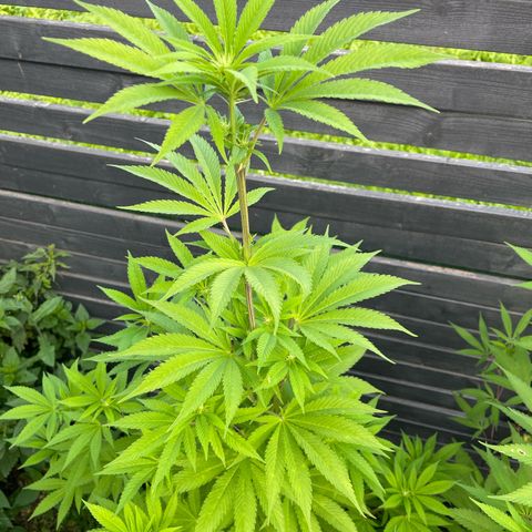 Grape Ape growlog timeline photo