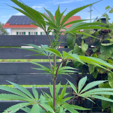 Royal Skywalker growlog timeline photo