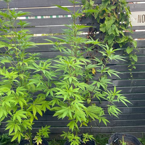 Royal Skywalker growlog timeline photo